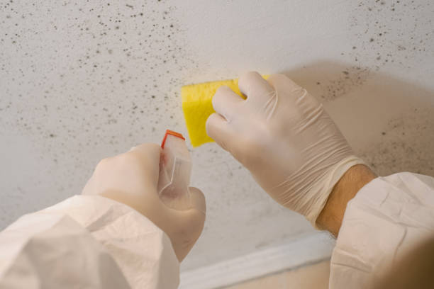 Biohazard Mold Removal